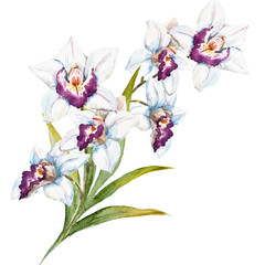 Watercolor orchid flowers