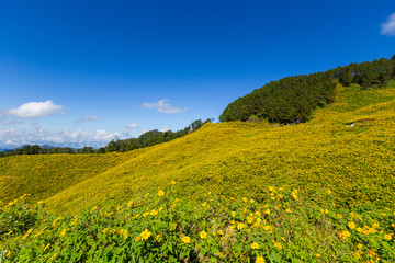 Fototapeta premium Panorama Tung Bua Tong Mexican sunflower in Maehongson, Thailand