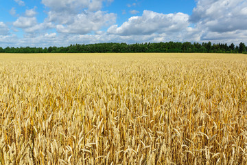 yellow wheat against the blue sky