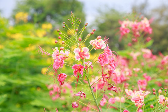 peacock flowers tree