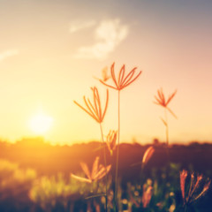 Abstract blurred wild flower and sunset with vintage filter unfo