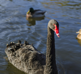 Black swan on Krestovskiy island