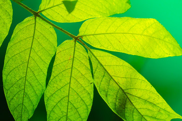 Naklejka na ściany i meble Tree branch over blurred green leaves background