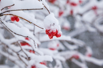 snowy berry