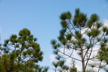 Pine-tree against the blue sky.