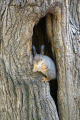 the squirrel sits in a hollow
