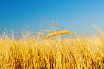Fototapeta premium golden harvest on field