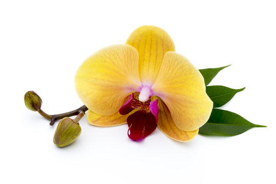 Fototapeta Beautiful yellow orchid on the white background.