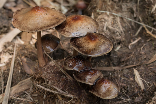 Closeup brown mushroom in forest.