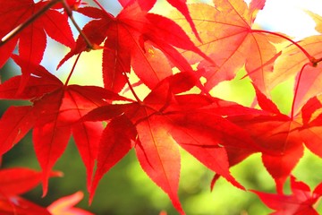 真っ赤なモミジ