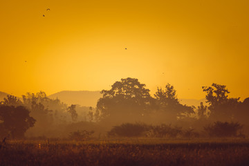 Beautiful sunset at a cornfield