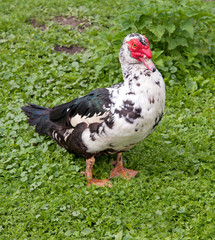 big muscovy duck