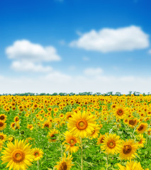 field with sunflowers and blue sky. soft focus