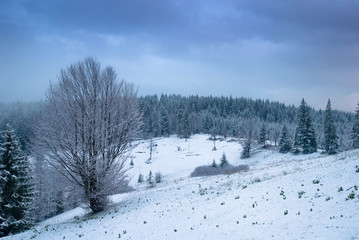 Beautiful winter landscape with snow covered trees. Carpathians