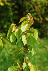 Spring Leaves Apricot Precoce  Cremonini