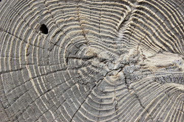Wood round texture. Cracked juniper. Pine wood background. 