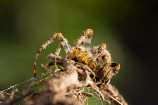 Common Garden Spider