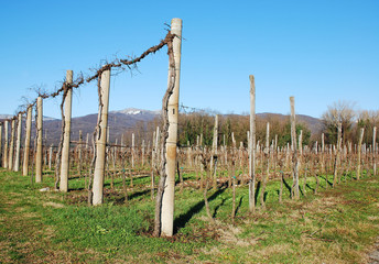 Fototapeta na wymiar Winter Grape Vines