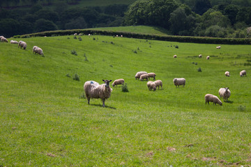 Fototapeta premium A field of sheep in the welsh countryside