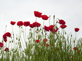 Red poppies after rain