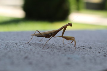 Praying Mantis