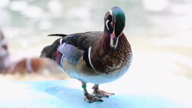 The wood duck is the most colorful North American waterfowl species of perching duck found in North America.