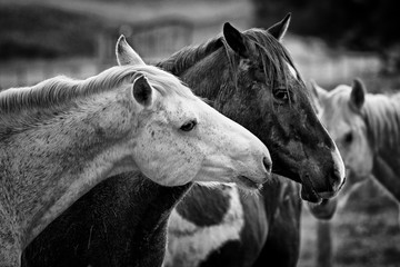 black and white shot of two horses - 96429525