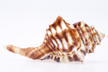 Seashell of horse conch isolated on white background