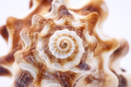 Seashell of horse conch on white background , macro