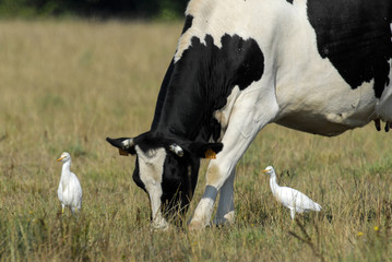 vache race Bretonne pie noire,  Héron garde boeufs, Bubulcus ibis