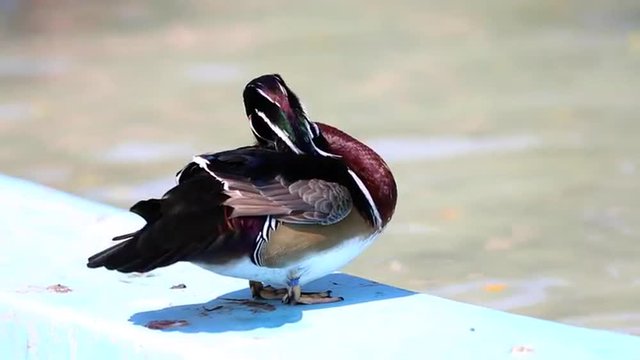 The wood duck is the most colorful North American waterfowl species of perching duck found in North America.