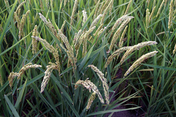 Obraz premium Plants de riz du Delta de l'Ebre en été
