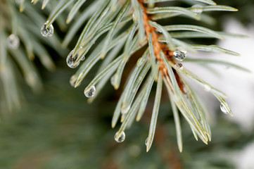 water droplets on the needles of the blue spruce
