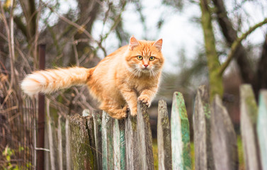 Fluffy ginger tabby cat walking on old wooden fence - Powered by Adobe