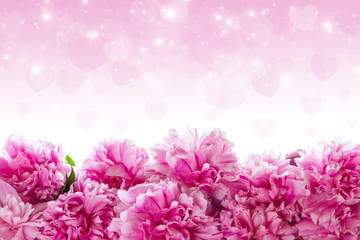 Obraz premium Bouquet of pink peonies.