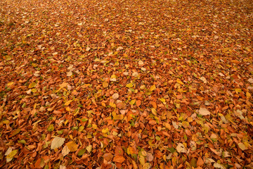 leaves on ground