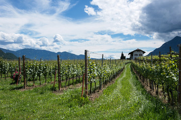 Fototapeta na wymiar Anbaugebiet der Südtiroler Weinstraße bei Kaltern, Südtirol, Italien