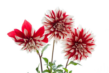 Three Dahlia on white background.