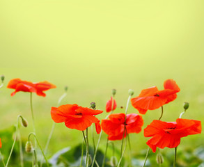  Red poppies on green field.