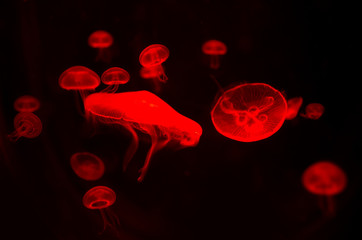 Small jellyfishes illuminated with green light swimming in aquarium