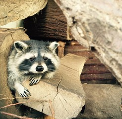 Waschbär