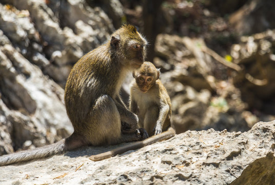 Monkey family relaxing on stones