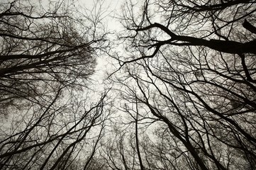 Bare trees