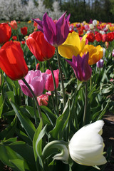 Tulpen auf dem Feld