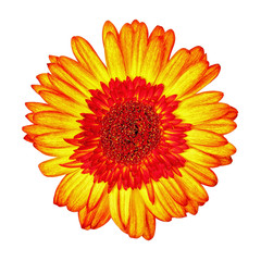 Yellow-Red Gerbera Flower Isolated