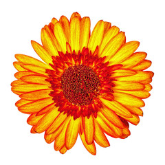 Yellow-Red Gerbera Flower Isolated