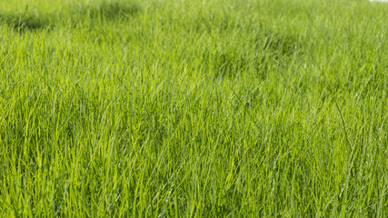 Green grass surface background