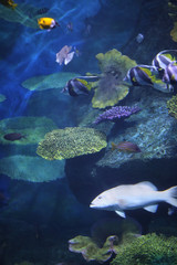 Fototapeta na wymiar Underwater world - exotic fishes in an aquarium