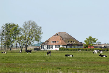 Ferme; Vache; race Prim holstein pie noire; Ile Texel; Pays Bas