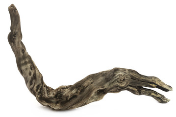 Bogwood or driftwood